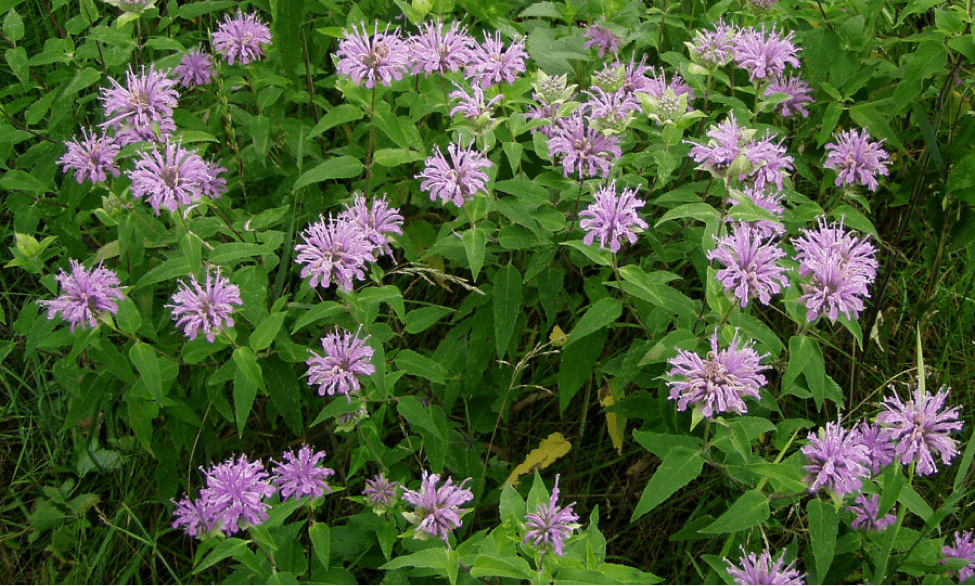 Wild Bergamot