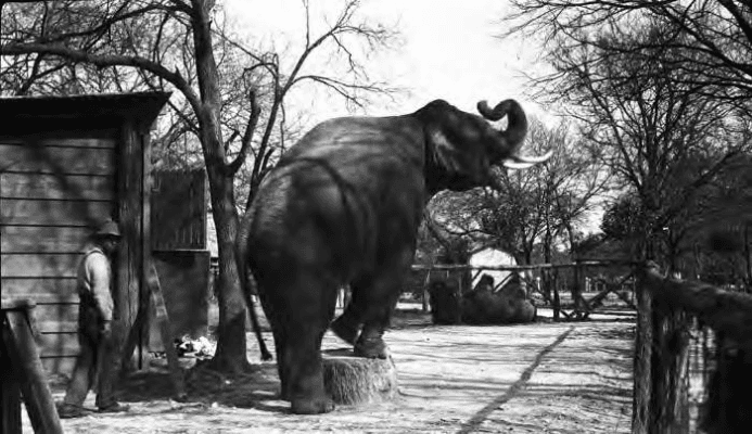 Elephant at San Antonio Zoo