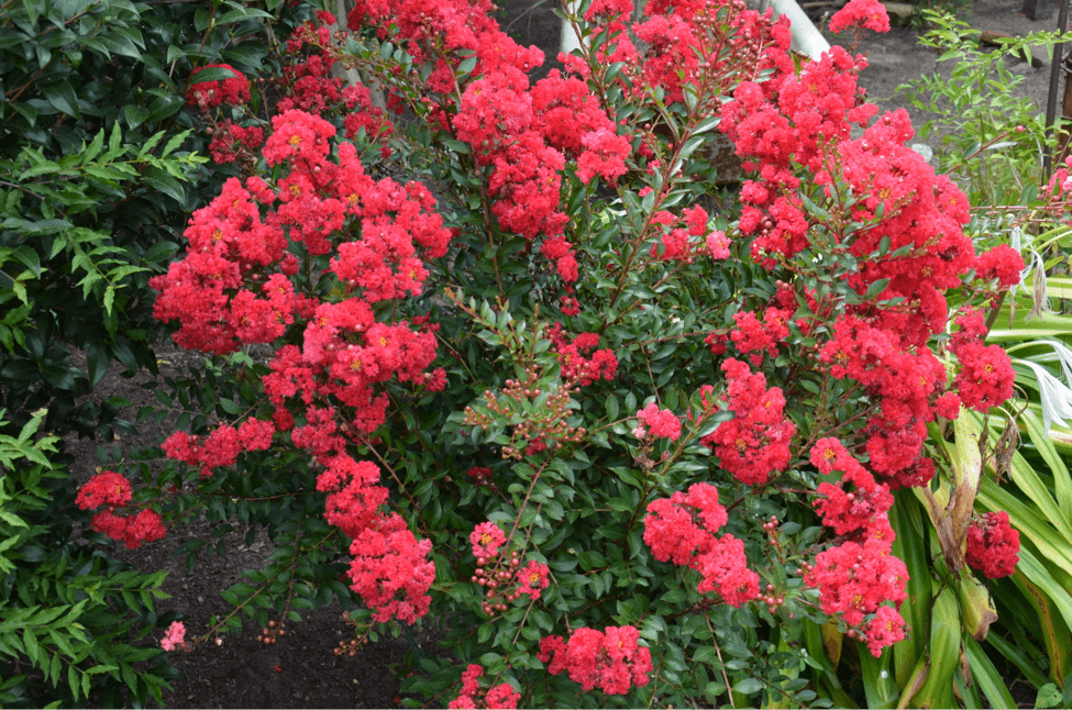 Crepe Myrtle