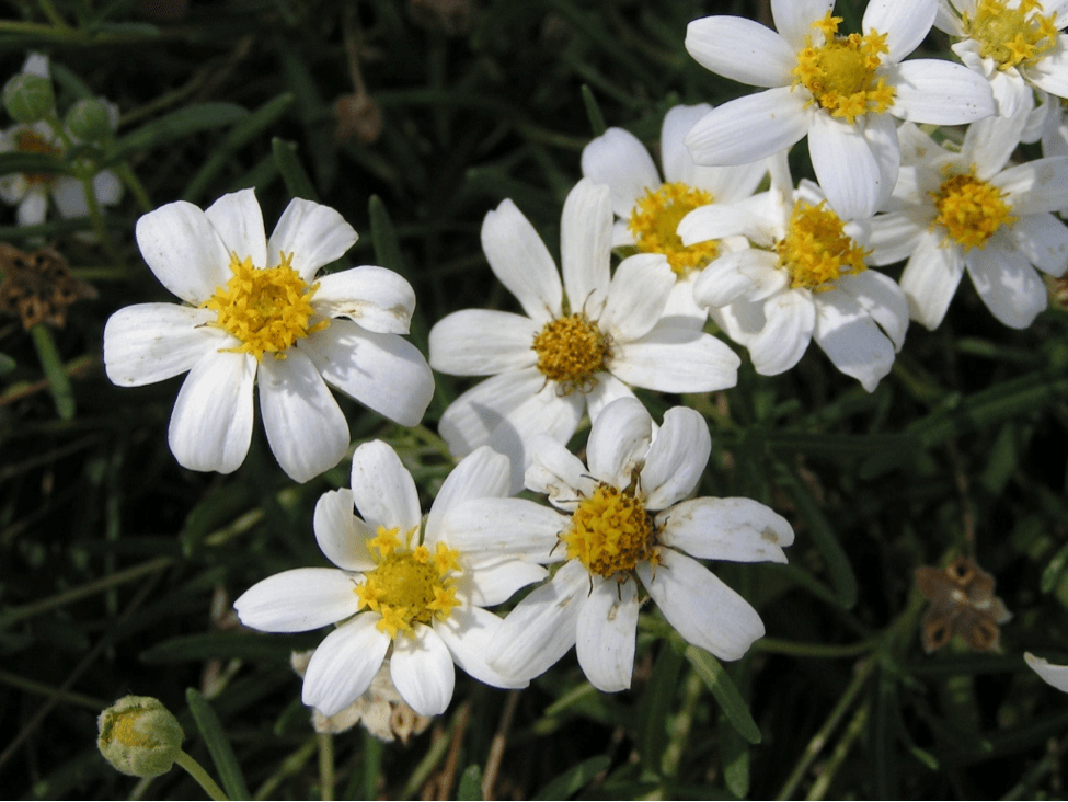 Blackfoot Daisy