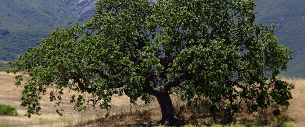 Coastal Live Oak