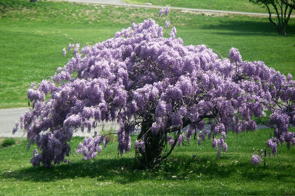 Texas Wisteria